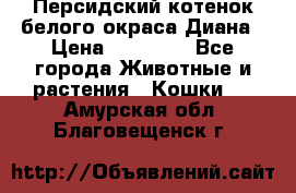 Персидский котенок белого окраса Диана › Цена ­ 40 000 - Все города Животные и растения » Кошки   . Амурская обл.,Благовещенск г.